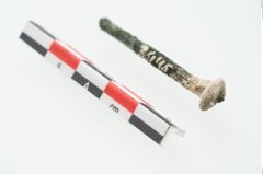 Foto von Beinnadelspitzenschoner (NHMW-PRAE-003445)